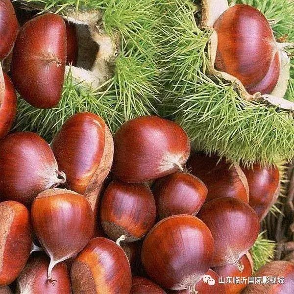 临沂国际影视城第八届板栗文化节,免费板栗等你捡