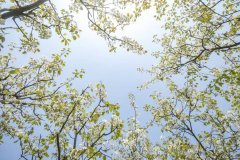 相约安徽·向春而行丨春风有信，梨花有约，这份梨花宝典请查收